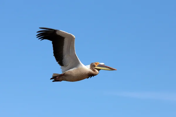 Pelikan gökyüzünde — Stok fotoğraf
