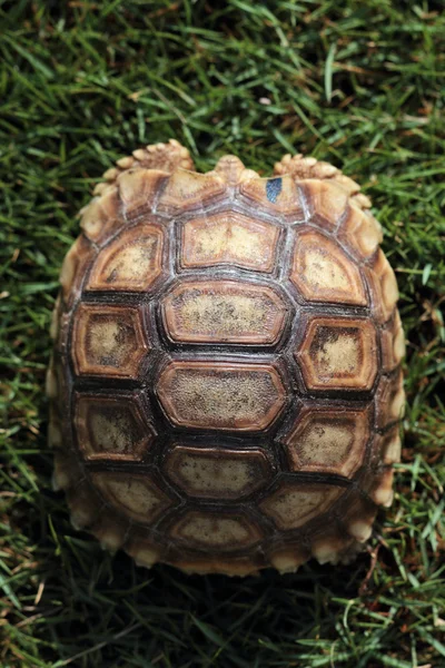 Küçük kaplumbağa — Stok fotoğraf