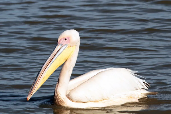 Pelicano único — Fotografia de Stock