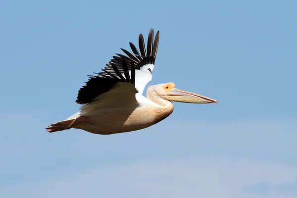Pelican e cielo — Foto Stock