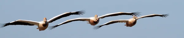 Três pelicanos no céu — Fotografia de Stock