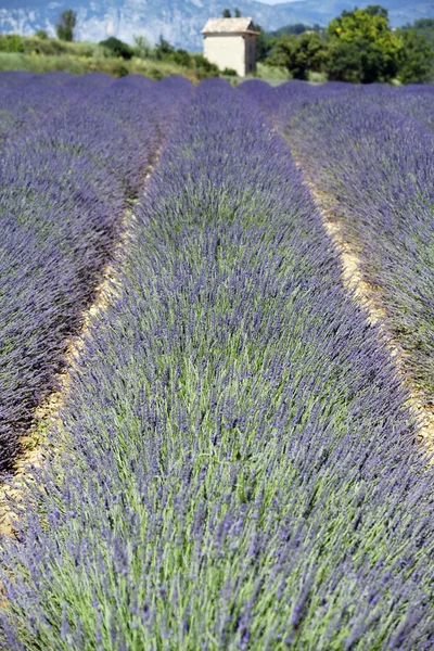 Nur Lavendel — Stockfoto