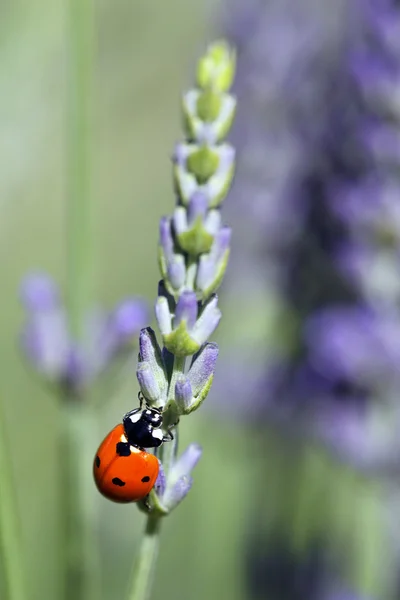 stock image Ladybird