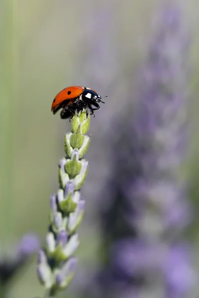 stock image Ladybug