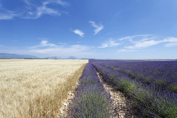 Lavendel en tarwe — Stockfoto