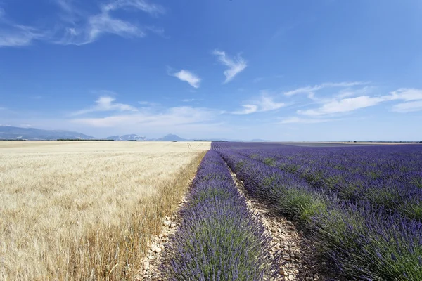 Lavanta ve buğday — Stok fotoğraf