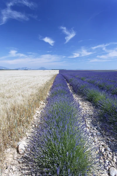 Weizen und Lavendel — Stockfoto