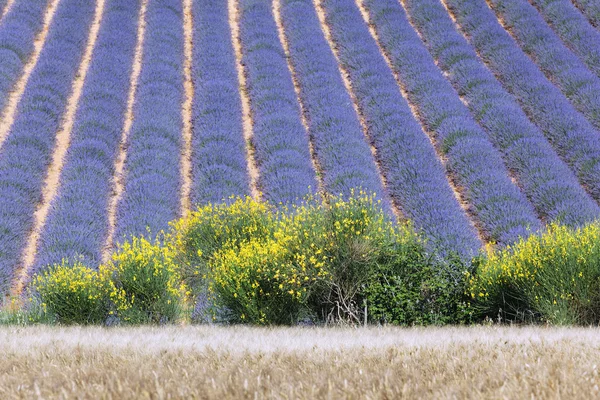 Lavendelfeld und gelbe Blumen — Stockfoto