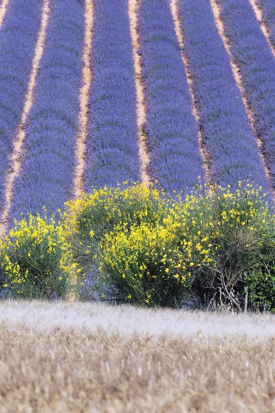 Lavender field 13 — Stock Photo, Image