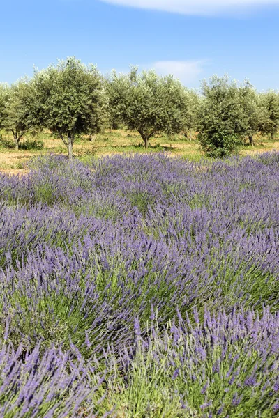 Levandule a olivovníky — Stock fotografie