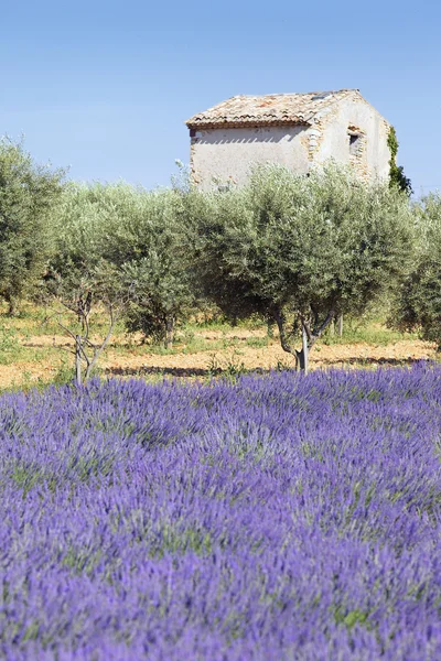 Lavender land — Stock Photo, Image
