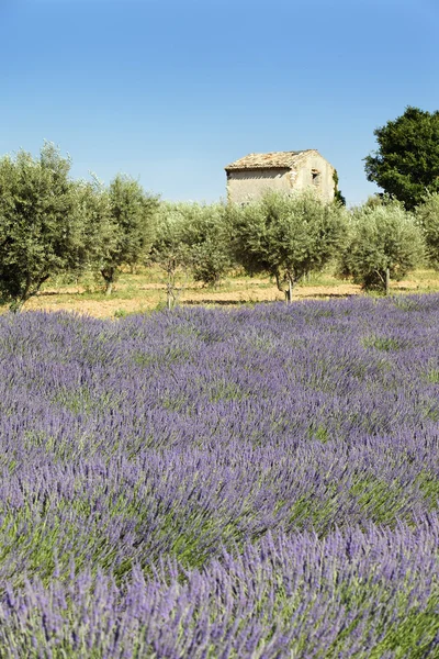 Lavender and blue sky — Stock Photo, Image