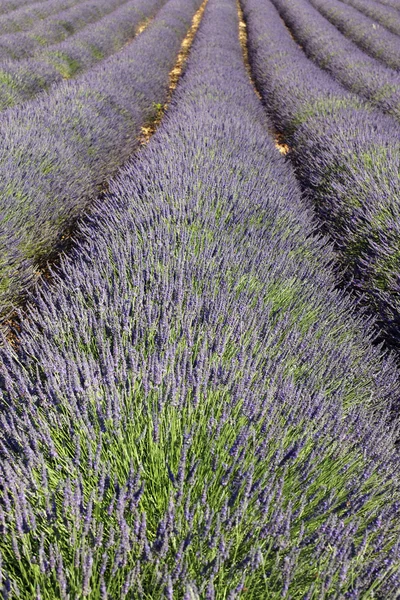 Lavender lines — Stock Photo, Image