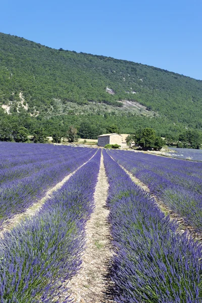 Lavender 4 — Stock Photo, Image