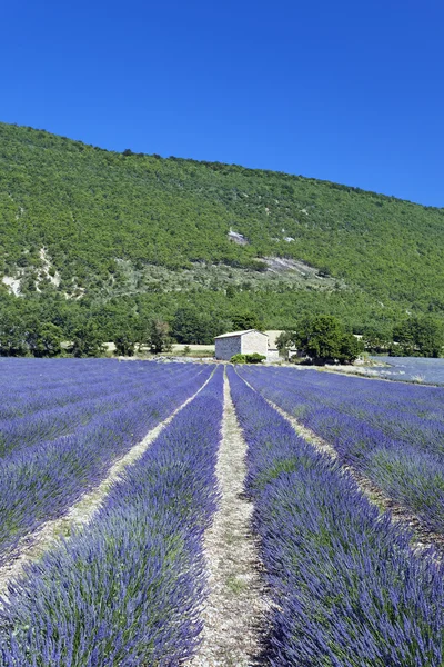 Lavender field 12 — Stock Photo, Image