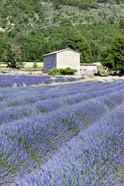 Lavender land — Stock Photo, Image
