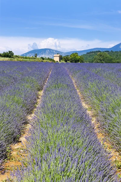 Lavender field 10 — Stock Photo, Image