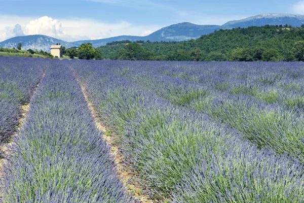 Lavender field 9 — Stock Photo, Image