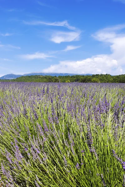 Lavender field 8 — Stock Photo, Image