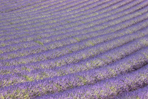 Lavendelboden — Stockfoto