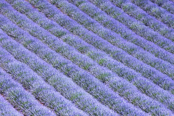 Lavender field 6 — Stock Photo, Image