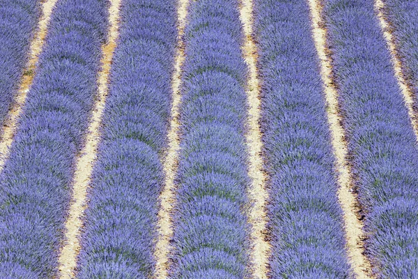 Lavendelfeld 7 — Stockfoto