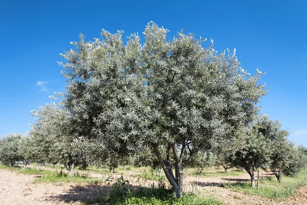 stock image Olive tree