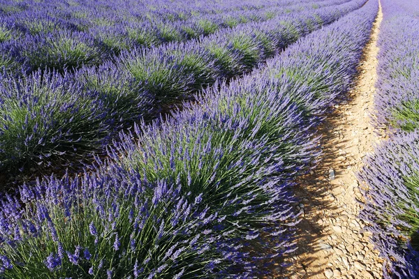 Lavendelfeld 5 — Stockfoto