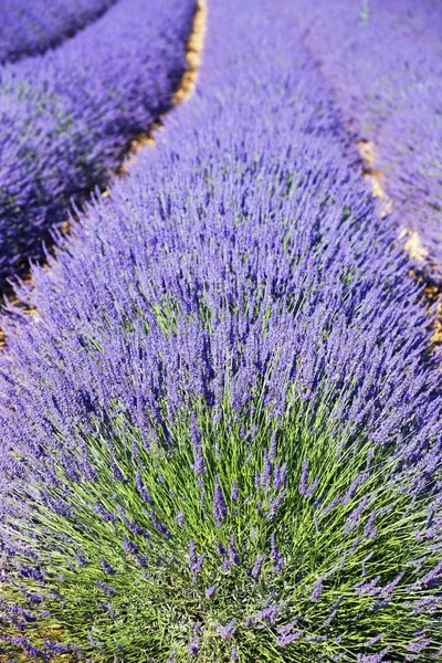 Nur Lavendel — Stockfoto