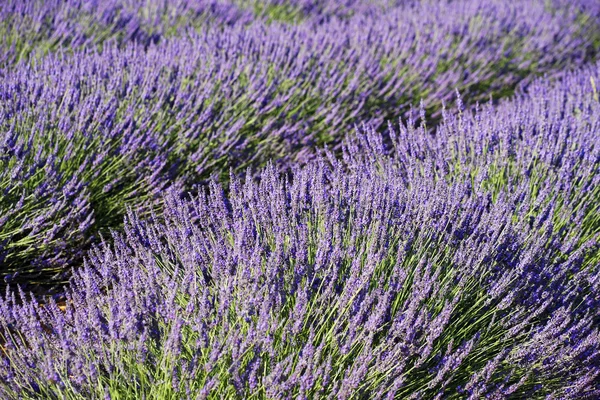 Lavendel 6 — Stockfoto