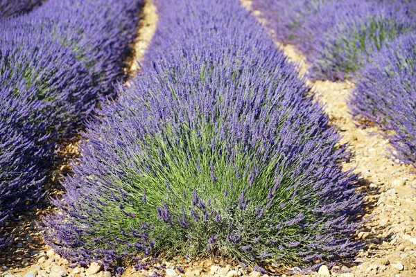 Lavender head — Stock Photo, Image