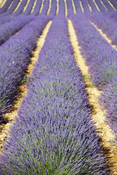 Lavendelfeld 4 — Stockfoto