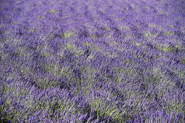 Lavendel veld 3 — Stockfoto