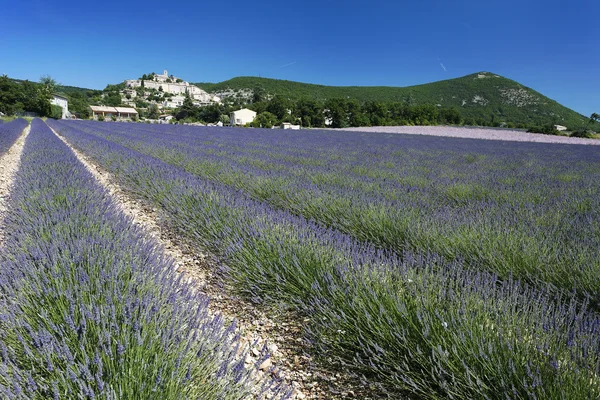 Lavender landscape — Stock Photo, Image