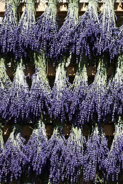 Stock image Lavender