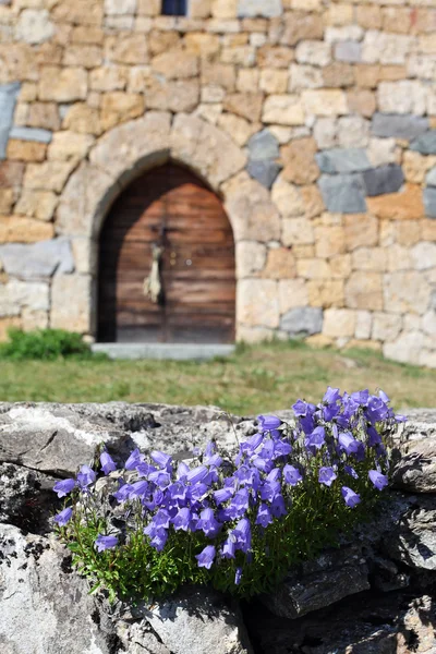 Mountain flowers — Stock Photo, Image