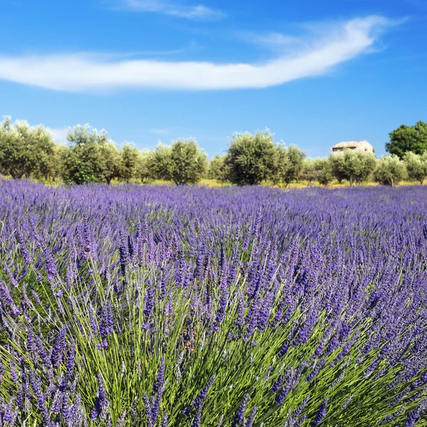 Lavender square Royalty Free Stock Images