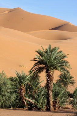 Desert oasis clipart