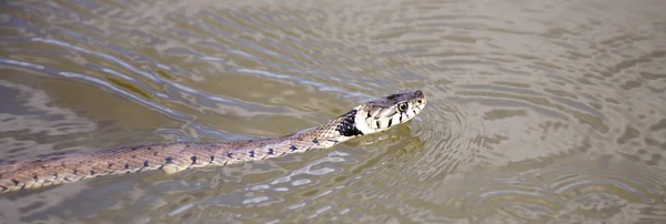 Плавающая змея — стоковое фото