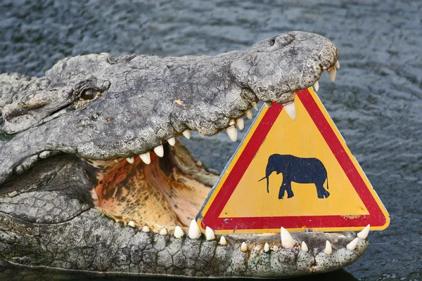 Crocodilo perigoso — Fotografia de Stock