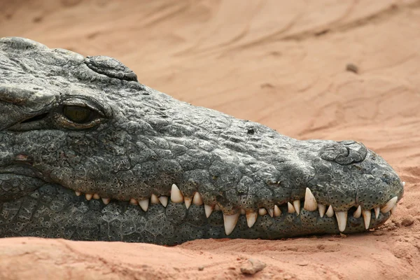 Crocodile head — Stock Photo, Image