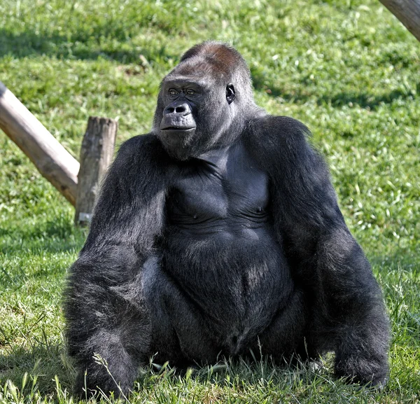 Gorilla — Stockfoto