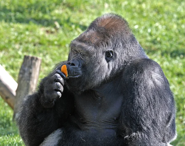 Gorila a oranžové — Stock fotografie