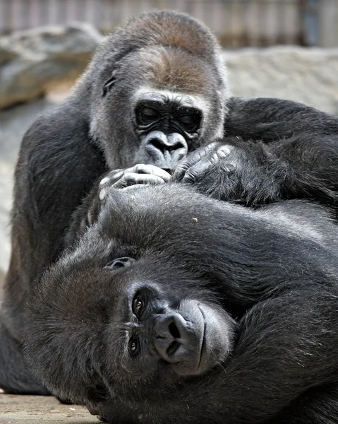 Gorilas —  Fotos de Stock