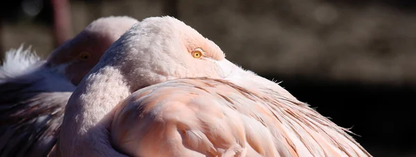 Flamingo spirit — Stok fotoğraf