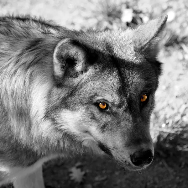 Волчий взгляд — стоковое фото