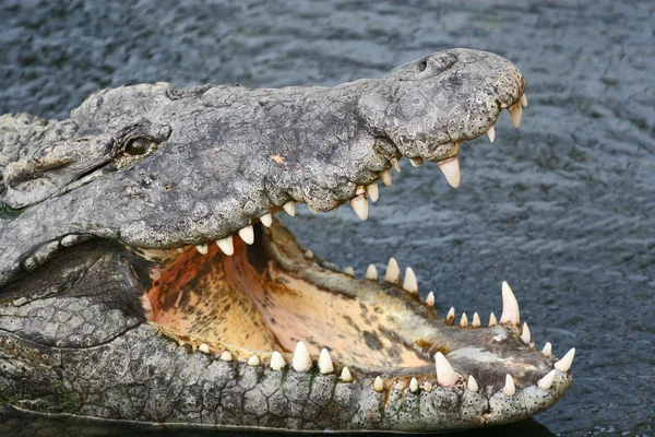 Крокодилы — стоковое фото
