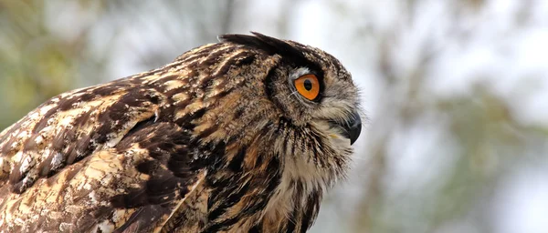 Panoramic owl — Stock Photo, Image