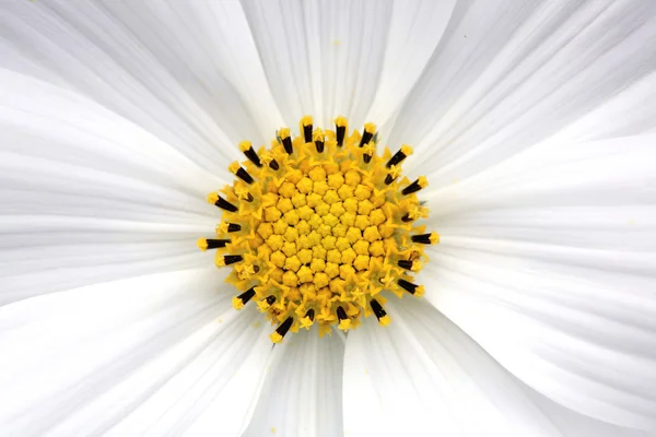 花粉 — 图库照片