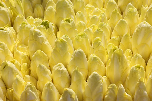 苣荬菜 — 图库照片